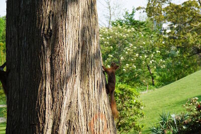 Copenhagen Botanical Gardens Red Squirrels