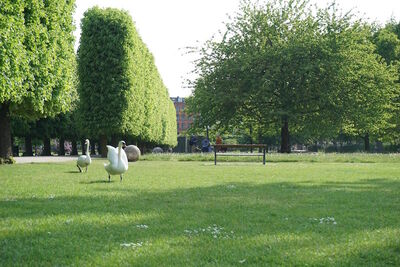 Swans Rosenborg Castle