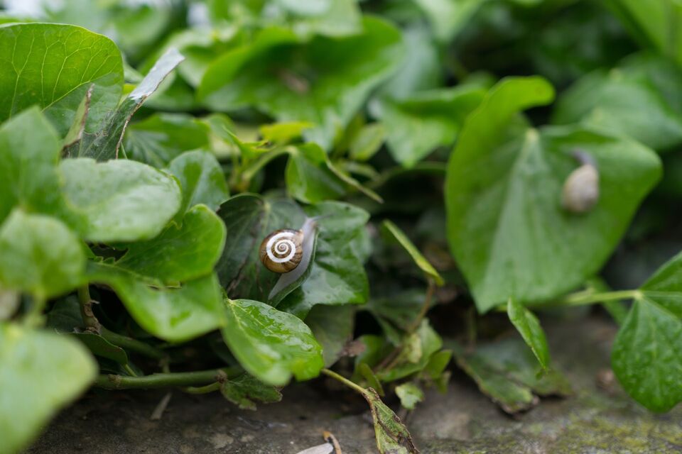 Snail in Barcelona