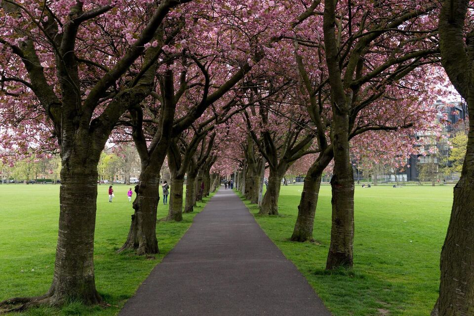 Cherry Blossom Meadows Edinburgh