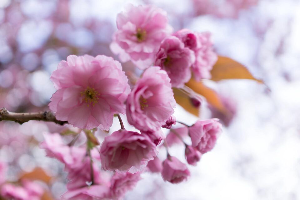 Cherry Blossom Meadows Edinburgh