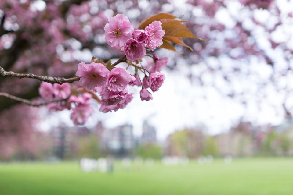 Cherry Blossom Meadows Edinburgh