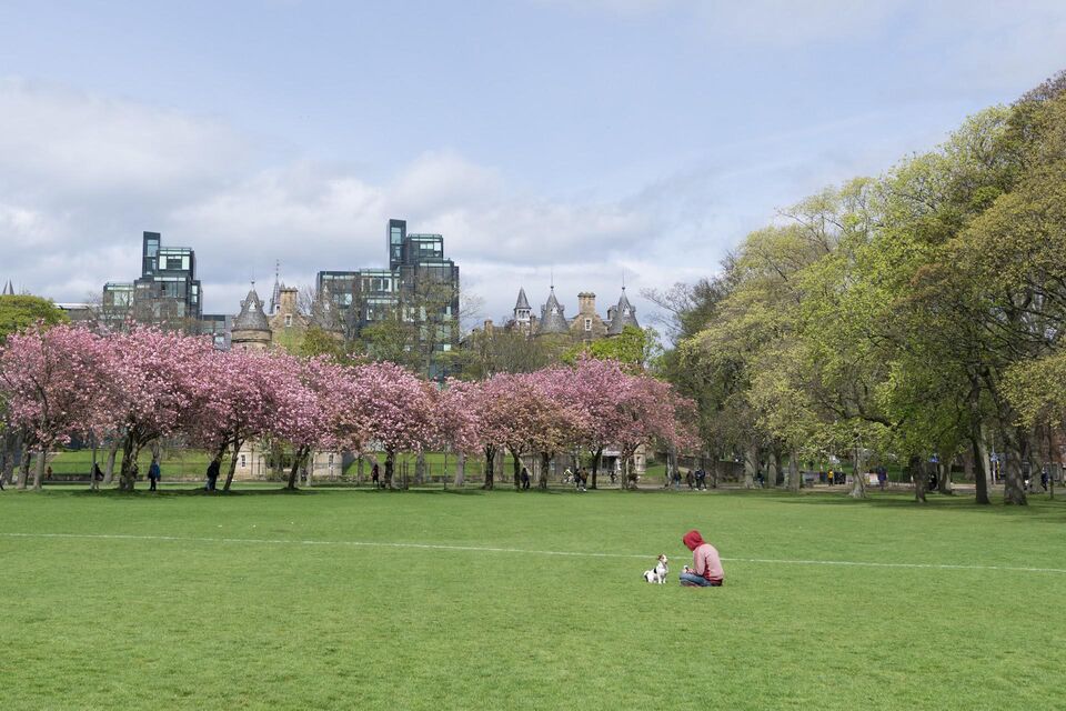 Cherry Blossom Meadows Edinburgh