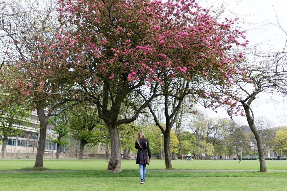 Cherry Blossom Meadows Edinburgh