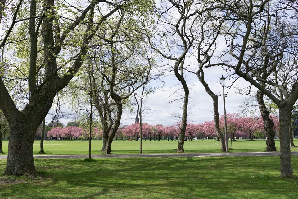 Cherry Blossom Meadows Edinburgh