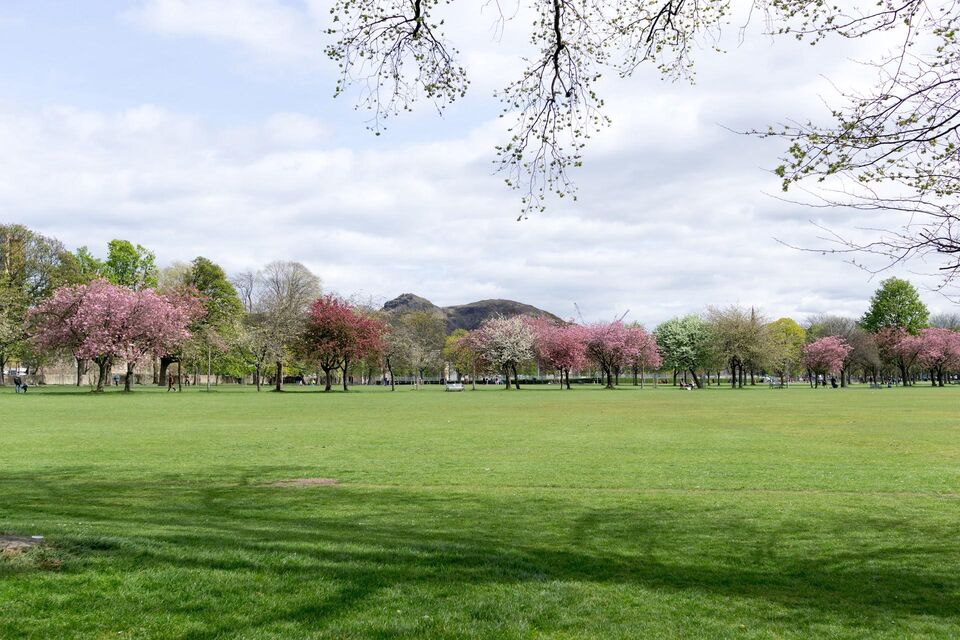 Cherry Blossom Meadows Edinburgh