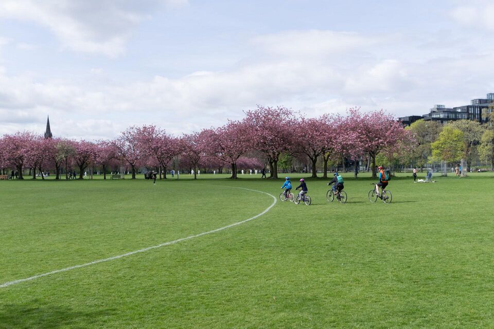 Cherry Blossom Meadows Edinburgh
