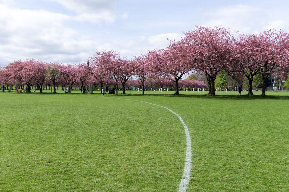Cherry Blossom Meadows Edinburgh