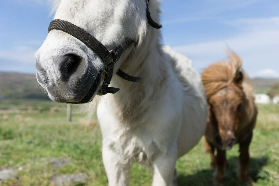 Shetland Ponies, Skye