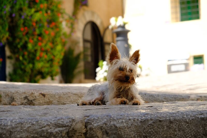 Dog in Dalt Vila, Ibiza
